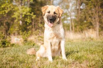 Andalusia-Transport -  Great Pyrenees and Shepherd Dog for Adoption in Gradyville, Kentucky - Andalusia-Transport | PetCurious