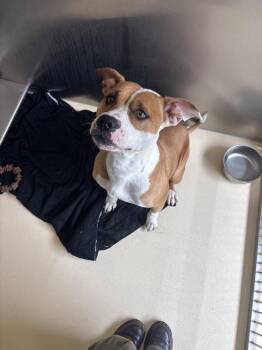 American Staffordshire Terrier Dogs Available for Adoption in Kalamazoo, Michigan - Lulu | PetCurious
