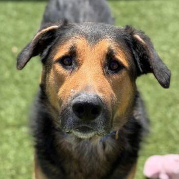 German Shepherd Dog Dogs Available for Adoption in Goleta, California - Cloud | PetCurious