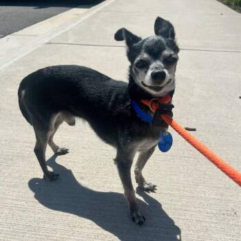 Chihuahua Dogs Available for Adoption in Manassas, Virginia - Rockey (ID 46353/1476) | PetCurious