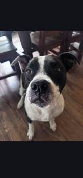 Carson -  Mixed Breed Dog for Adoption in Egg Harbor City, New Jersey - Carson | PetCurious