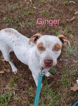 Rescue Pit Bull Terrier Dogs for Adoption in Welling, Oklahoma - Ginger | PetCurious