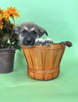 726-26 -  Border Collie Dog for Adoption in Brighton, Colorado - 726-26 | PetCurious