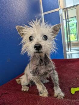 MUFFIN -  Yorkshire Terrier and Mixed Breed Dog for Adoption in Indianapolis, Indiana - MUFFIN | PetCurious