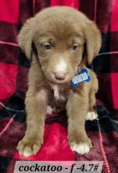 Australian Shepherd Dogs Available for Adoption - Cockatoo | PetCurious