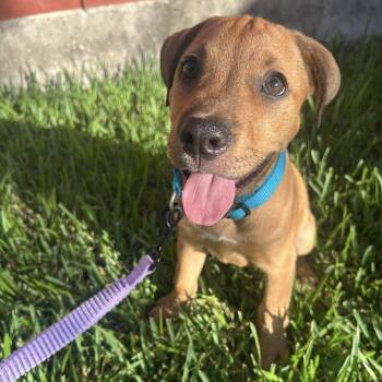 Fudge -  Black Mouth Cur and American Staffordshire Terrier Dog for Adoption in South Houston, Texas - Fudge | PetCurious