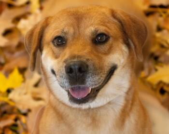 Rescue Shepherd and Chow Chow Dogs for Adoption in Westfield, New York - Sugar | PetCurious