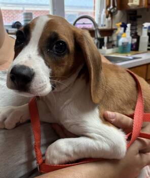 Wren -  Beagle and Foxhound Dog for Adoption in Raleigh, North Carolina - Wren | PetCurious