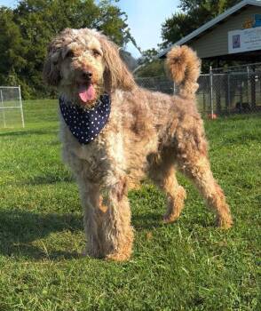 Vandy -  Poodle Dog for Adoption in Maryville, Tennessee - Vandy | PetCurious