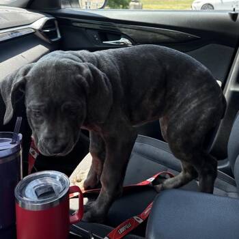 Bubbles -  Cane Corso Dog for Adoption in Manchester, Pennsylvania - Bubbles | PetCurious