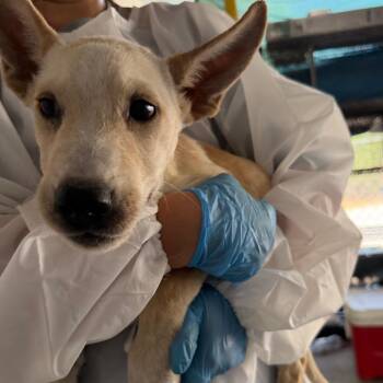 Geodude -  Pit Bull Terrier Dog for Adoption in Edinburg, Texas - Geodude | PetCurious