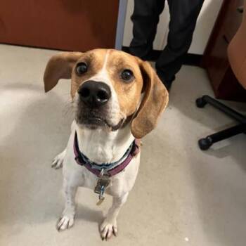 Stanley -  Hound and Mixed Breed Dog for Adoption in Richmond, Virginia - Stanley | PetCurious
