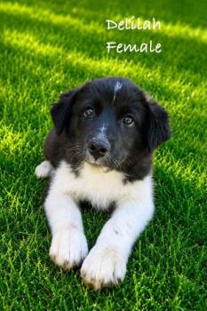 Delilah -  Mixed Breed Dog for Adoption in Waunakee, Wisconsin - Delilah | PetCurious