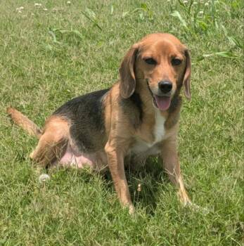 Athena -  Beagle Dog for Adoption - Athena | PetCurious