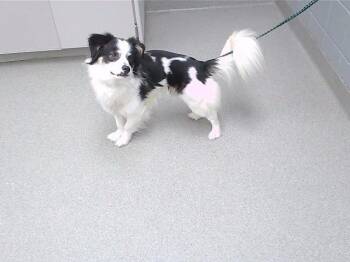 ELEMENT -  Cardigan Welsh Corgi Dog for Adoption in Omaha, Nebraska - ELEMENT | PetCurious
