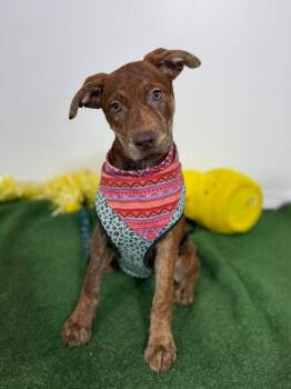 Mountain Cur and Labrador Retriever Dogs Available for Adoption in Carlsbad, California - Sugarplum | PetCurious