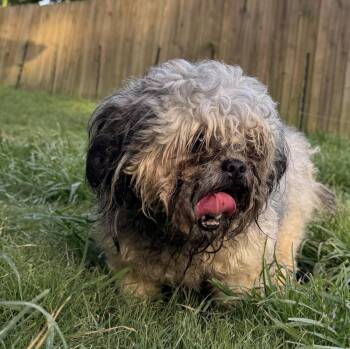 Kane -  Shih Tzu and Pug Dog for Adoption in Horn Lake, Mississippi - Kane | PetCurious