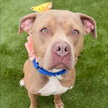 Mixed Breed Dogs Available for Adoption in Warren, Ohio - Storm | PetCurious