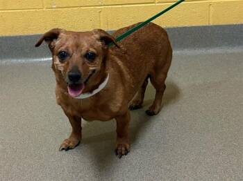 Dachshund Dogs Available for Adoption in Colorado Springs, Colorado - PEPPER | PetCurious