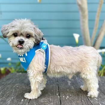 Shih Tzu Dogs Available for Adoption - Chopsticks | PetCurious