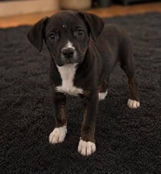 Mountain Dog Dogs Available for Adoption in Evergreen, Colorado - Fetch | PetCurious