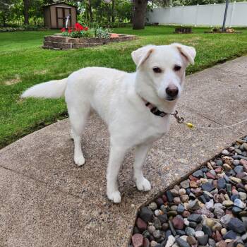 Kieko Foster Needed -  Beagle and Collie Dog for Adoption in Minneapolis, Minnesota - Kieko Foster Needed | PetCurious
