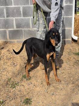 Hound and Mixed Breed Dogs Available for Adoption in Leesburg, Virginia - IRIS | PetCurious