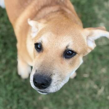 Labrador Retriever and Great Pyrenees Dogs Available for Adoption in Krum, Texas - Muffin | PetCurious