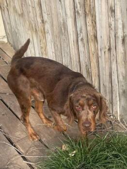 Irish Setter and Mixed Breed Dogs Available for Adoption - Dodger | PetCurious