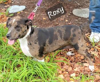Roxy -  Australian Cattle Dog Blue Heeler Dog for Adoption in Prince Frederick, Maryland - Roxy | PetCurious