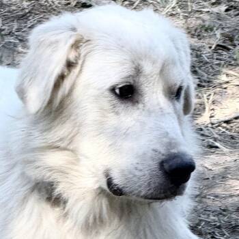 Milton -  Great Pyrenees Dog for Adoption in Olive Branch, Mississippi - Milton | PetCurious