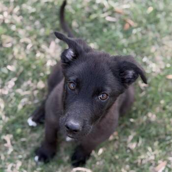 Great Pyrenees and Mixed Breed Dogs Available for Adoption in Hondo, Texas - Ladybug | PetCurious