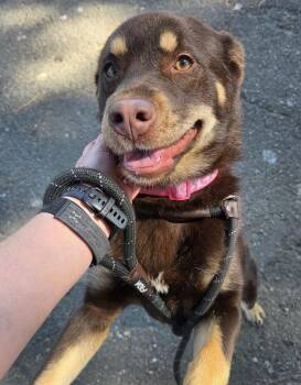 Teddie Bear -  Mixed Breed Dog for Adoption in Davis, California - Teddie Bear | PetCurious