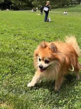 Wigglesworth -  Pomeranian Dog for Adoption in New York, New York - Wigglesworth | PetCurious