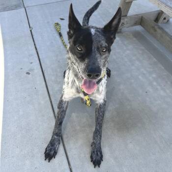 Australian Cattle Dog Blue Heeler Dogs Available for Adoption in Long Beach, California - Bandit | PetCurious