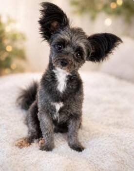 Coal -  Pomapoo Dog for Adoption - Coal | PetCurious