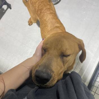Clifford -  Mixed Breed Dog for Adoption in Ruston, Louisiana - Clifford | PetCurious