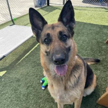German Shepherd Dog Dogs Available for Adoption in Long Beach, California - Vera | PetCurious
