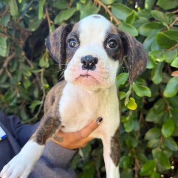 Strawberry -  Boxer Dog for Adoption in Goleta, California - Strawberry | PetCurious