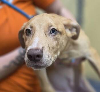 Wrenley -  Doberman Pinscher Dog for Adoption in Sioux City, Iowa - Wrenley | PetCurious
