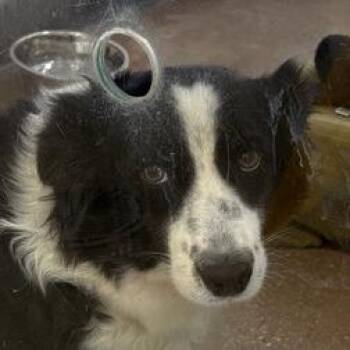 Maisie -  Mixed Breed Dog for Adoption in Middletown, Rhode Island - Maisie | PetCurious