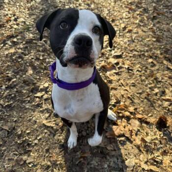 Rescue Black Labrador Retriever and Pit Bull Terrier Dogs for Adoption in Spring Hill, Kansas - Kooter | PetCurious