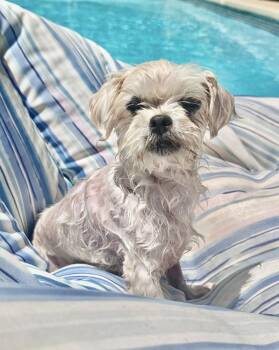 Remy -  Maltese Dog for Adoption in Sandy Springs, Georgia - Remy | PetCurious