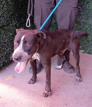 61197272 -  Pit Bull Terrier and Mixed Breed Dog for Adoption in El Paso, Texas - 61197272 | PetCurious