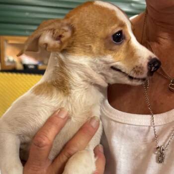 ZIGGY (663) -  Terrier and Mixed Breed Dog for Adoption in Indiantown, Florida - ZIGGY (663) | PetCurious