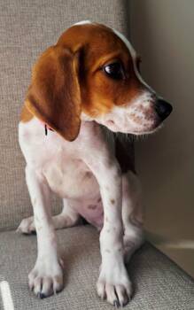 PUPPY BUTTONS -  Beagle Dog for Adoption in Franklin, Tennessee - PUPPY BUTTONS | PetCurious