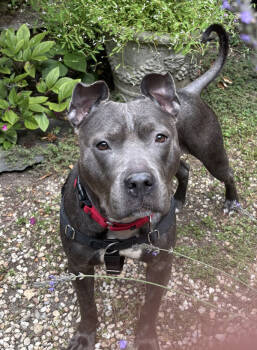 Rescue Mixed Breed Dogs for Adoption in New York, New York - Aurora | PetCurious