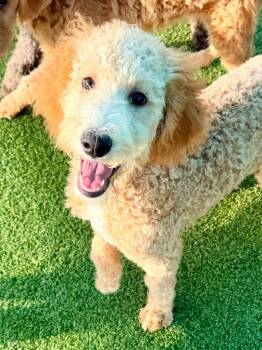 Poodle and Australian Shepherd Dogs Available for Adoption - Lever | PetCurious