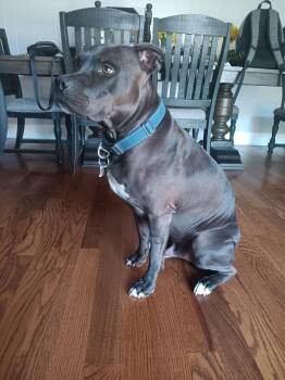 Rescue Pit Bull Terrier Dogs for Adoption in New Orleans, Louisiana - Milo | PetCurious