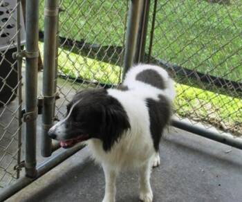 Bandit -  Australian Shepherd and Mixed Breed Dog for Adoption in Picayune, Mississippi - Bandit | PetCurious